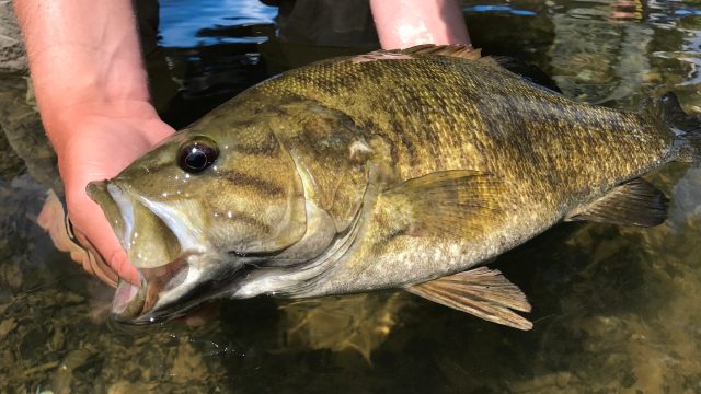 Master the Art of Fall Fishing: Timeless Techniques for Smallmouth Bass